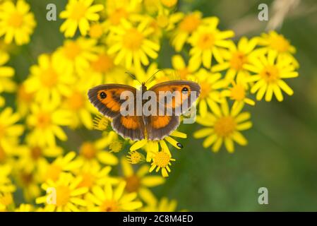 Torwächter oder Heckenbrauner Schmetterling (Pyronia tithonus) nectaring auf Ragwürze. Stockfoto