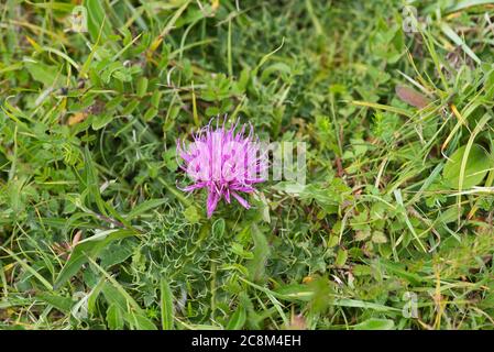 Zwerg- oder stiellose Distel (Cirsium acaule), wächst auf einem Kreideboden Stockfoto