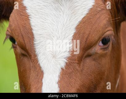 Nahaufnahme einer braunen und weißen Kuh auf einem Feld Stockfoto