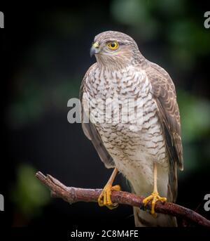 Ein Nahaufnahme Foto eines Sparrowhawk auf einem Zweig Stockfoto