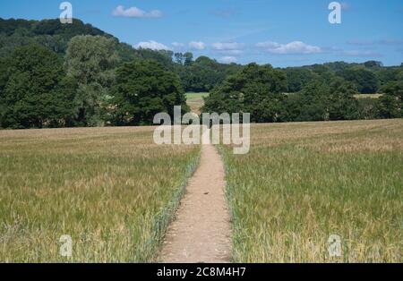 Ein öffentlicher Fußweg durch ein Weizenfeld im Hampshire Hanger Land, Greatham, Hampshire, Großbritannien Stockfoto