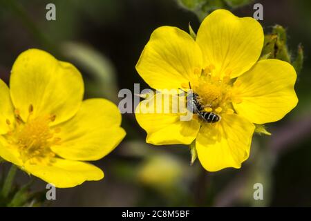 Knolligen Hahnenfuß (Ranunculus Bulbosus) Stockfoto