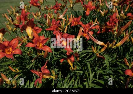 Nahaufnahme von rot-gelben Lilienblüten Stockfoto