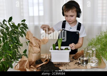 Der Junge ist von Hyazinthen beschäftigt, mit einer Schaufel in der Hand sieht auf gepflanzte Blumenzwiebeln in einem Blumentopf. Stockfoto