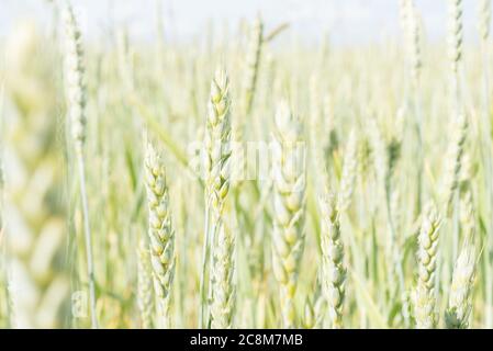 Ohren von Gerste auf dem Feld Bauernhof mit Sonnenlicht beleuchtet, eine Nahaufnahme, selektive Fokus. Stockfoto