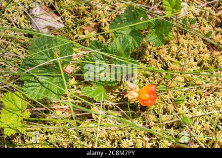 Moltebeere wächst auf Sphagnum Moos. Ein сreeping-Stiel mit kleinen ovalen Blättern ist Preiselbeere. Sonniger Tag im sphagnum Moor. Makrofotografie. Stockfoto