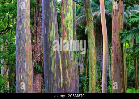 Einzigartiger und farbenfroher Hain mit Regenbogeneukalyptusbäumen, der im Regenwald entlang der Straße nach hana auf Maui wächst Stockfoto