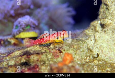 Red Ruby Dragonet Fisch ist erstaunlich natürliche Ergänzung in jedem Riffaquarium Stockfoto