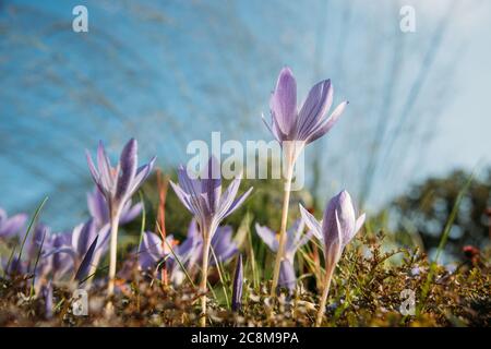 Gartenarbeit, Pflanzkonzept. Сlose von Colchicum autumnale/ Crocus - Herbstblume auf dem Feld, Baum auf verschwommenem Hintergrund, Ansicht von unten. Stockfoto