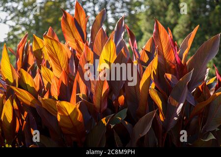 Canna x generalis mit großen schönen länglichen Blattplatten in dunkelviolett, violett, dunkelgrün oder bronzerot lackiert, Nahaufnahme. Natürliche Muster Stockfoto