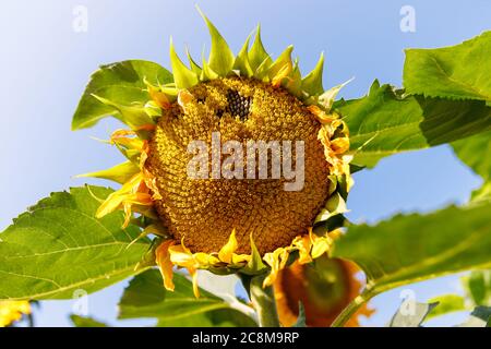 Nahaufnahme einer reifen Sonnenblume (Helianthus annuus) vor der Ernte an sonnigen Tagen gegen blauen Himmel, weicher Fokus. Stockfoto