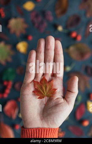 Nahaufnahme eines kleinen roten japan Ahornblattes auf der Handfläche des Menschen, verschwommene Herbst bunte Blätter auf dem Hintergrund, vertikal, Draufsicht. Stockfoto
