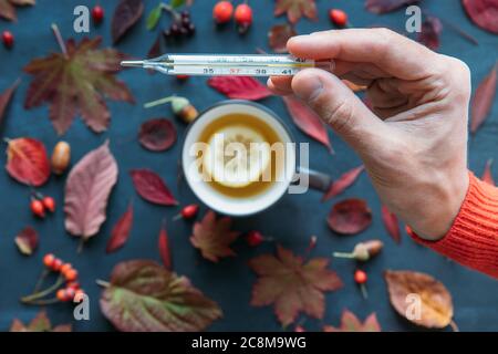 Grippesaison, Kältekonzept. Draufsicht auf männliche Hand hält und zeigt Thermometer mit hoher Temperatur, Tasse heißen Tee mit Zitrone, Herbst bunte Leine Stockfoto