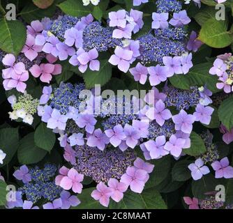 Hortensia macrophylla 'Blue Wave', Hortensia mariesii 'Perfecta', Hortensien, Detail Stockfoto