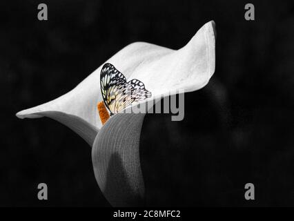 Baumnymphe Schmetterling in weißen Calla Lilie isoliert auf schwarz Stockfoto