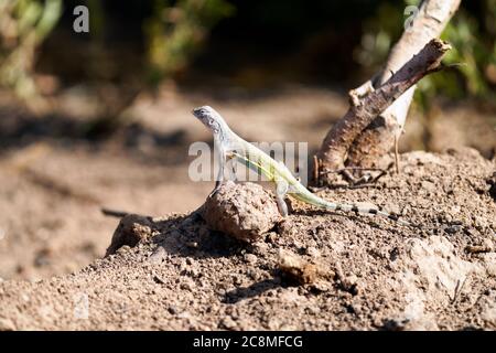 Zebraschwanzeidechse sonnen sich in der Morgensonne von Arizona Stockfoto