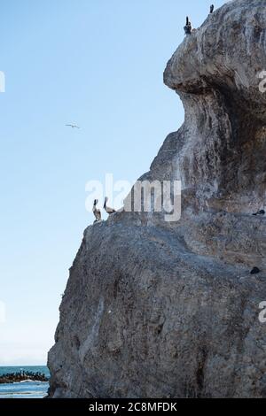 Pelikane auf einem Cliff Top. Blick vom Margo Dodd Park Beach, Kalifornien Stockfoto