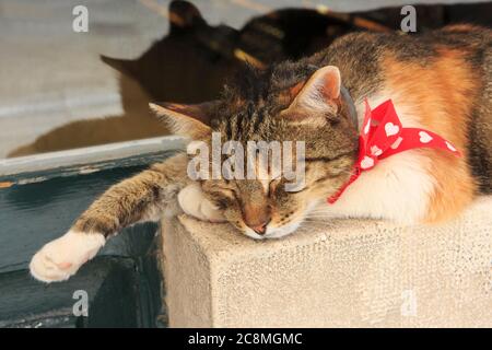 Eine Katze, die ein Nickerchen vor einem Souvenirladen in der Stradun (Hauptstraße) der Altstadt von Dubrovnik, Kroatien macht Stockfoto