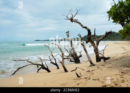 Baum im Sand am Wizard Beach, Isla Bastimentos, Bocas del Toro Provinz, Panama. Oktober 2018 Stockfoto