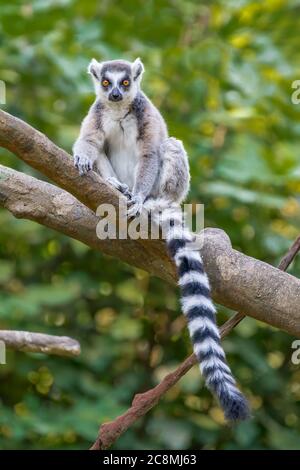 Ein Lemur, der an einem Ast hängt. Stockfoto