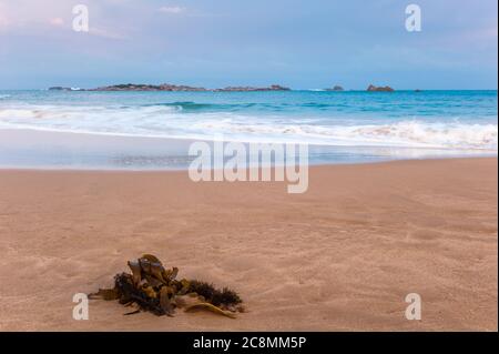 Frischer Seetang liegt an einem Abschnitt Sandstrand, gegenüber einem felsigen Riff, an der Horseshoe Bay auf der Fleurieu Peninsula, Südaustralien. Stockfoto