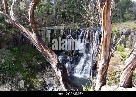 Guy Fawkes River stürzt als Ebor Falls in die Schlucht Stockfoto