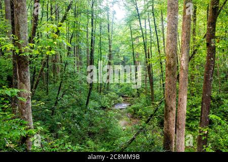 Blick auf den Avery Creek, der im Sommer durch den Pisgah Forest führt - Pisgah National Forest, Brevard, North Carolina, USA Stockfoto