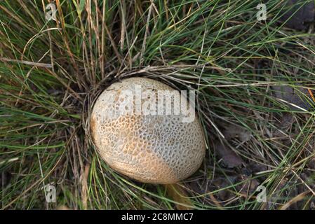 Skleroderma citrinum, gewöhnlicher Erdballpilz in der Nähe von Gras Stockfoto