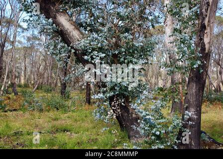 Epicormic schießt auf Eukalyptusbäumen nach 2020 Buschbrand bei Ebor Falls NSW Stockfoto