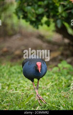 Verhaltensporträt eines australasiatischen Swamphen (Pukeko in Maori) Porphyrio melanotus, der sich an Grasstämmen in Yungaburra, Queensland, Australien ernährt. Stockfoto