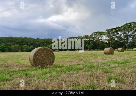 Heuballen liegen verpackt und bereit für Abholung und Lieferung auf einem Heufeld auf einem Grundstück in Yungaburra, Queesnland, Australien. Stockfoto