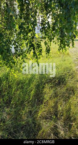 Natur Texturen von üppigen frischen grünen Gras und Birke Laub in der Morgensonne leuchten. Wilde Kräuter wachsen unter hängenden Ästen von Birke Stockfoto