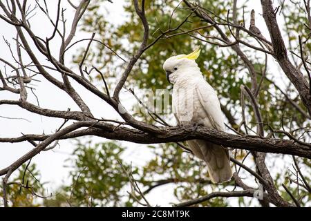 Ein Cockatoo in einem Baum Stockfoto