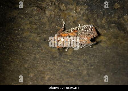 Herald Motte im Winterschlaf Stockfoto