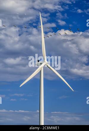 Pelikane fliegen in der Nähe einer Windkraftanlage, St. Leon, Manitoba, Kanada. Stockfoto