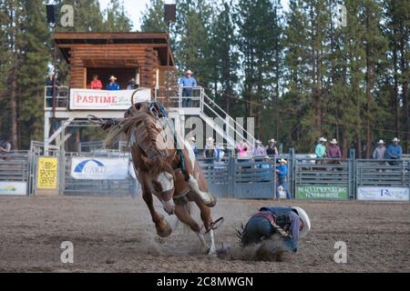 Ein Cowboy wird vom Pferd geworfen, während er am Freitag, 24. Juli 2020, beim Sattelbronc-Event an der Kootenai River Stampede in Libby, Montana, teilnimmt. Das jährliche Rodeo wurde mit zusätzlichen Sicherheitsmaßnahmen aufgrund steigender COVID-19-Fälle im Bundesstaat abgehalten. Stockfoto