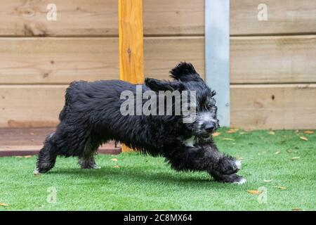 A Groodle Puppy - Pudel Cross Golden Retriever und Labrador Stockfoto