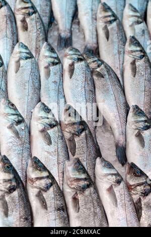 Frischer Meeresbass, Dicentrarchus labrax, auf einem Marktstand für Fischhändler in Großbritannien zu sehen Stockfoto