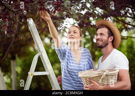 Junge kaukasische Ehemann und Ehefrau Paar pflücken Kirschen von Bäumen Stockfoto