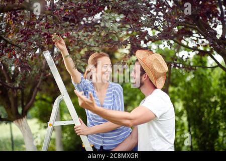 Junge kaukasische Paar pflücken Kirschen von Bäumen Stockfoto