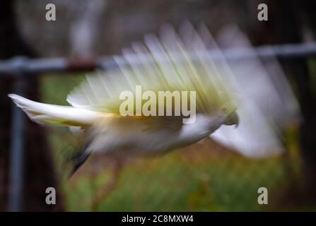 Ein Cockatoo in Bewegung Stockfoto