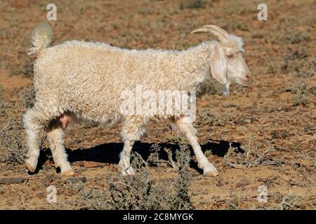 Eine Angoraziege auf einem ländlichen afrikanischen Freilandhaltung Farm Stockfoto