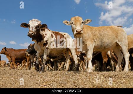 Kleine Herde von freilaufenden Rindern in einem ländlichen Bauernhof, Südafrika Stockfoto