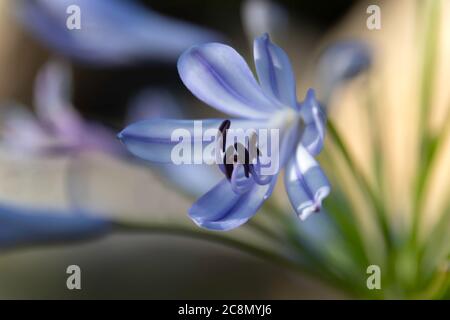 Zarte blaue Blume Lilie des Nils Nahaufnahme auf einem verschwommenen Hintergrund Stockfoto
