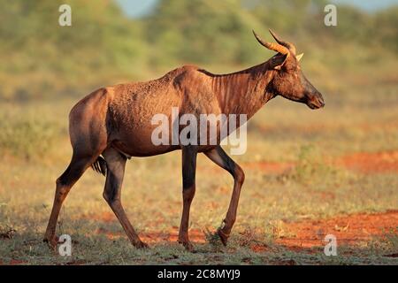 Seltene Tessebe-Antilope (Damaliscus lunatus) in natürlichem Lebensraum, Mokala-Nationalpark, Südafrika Stockfoto