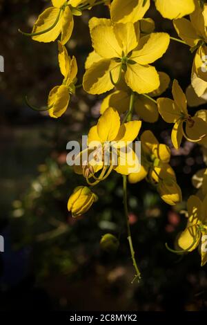 Gelbe Blüten des Cassia-Baumes, goldener Regen aus nächster Nähe in Sonnenstrahlen auf dunklem Hintergrund Stockfoto