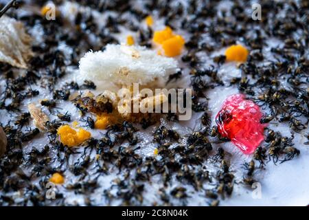 Die Nahaufnahme von vielen fliegen tot auf Fly Klebstofffalle, tot Fliegen gefangen auf einer Klebstofffalle, fliegen sind die Ursache für Durchfall. Stockfoto