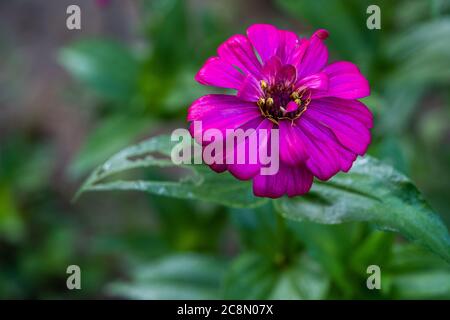 Eine Purple Common Zinnia (Zinnia elegans) im Garten mit Platz für Text, lowkey Stockfoto