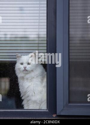 Eine Hauskatze sitzt hinter dem Fenster. Stockfoto