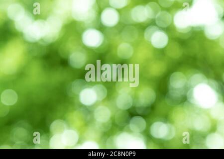 Bokeh Hintergrund Baum Blätter und Sonnenlicht Stockfoto